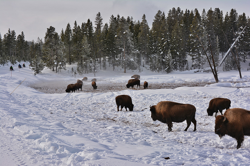 Winter in Yellowstone 